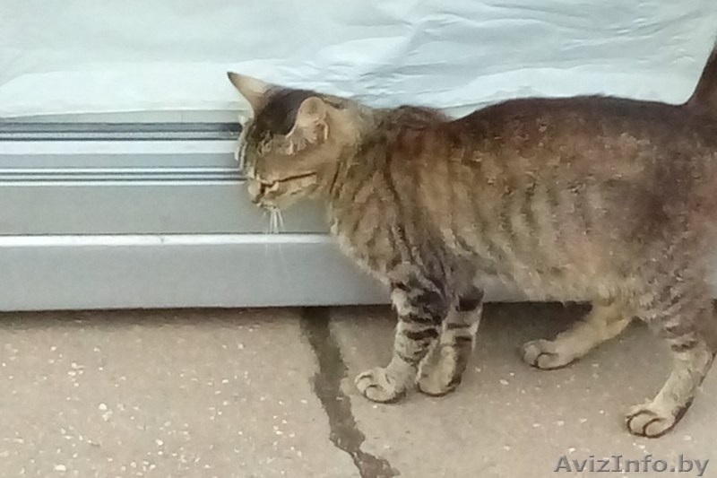 СОС Кошечке срочно нужен дом или хотя бы передержка - Изображение #4, Объявление #1608663