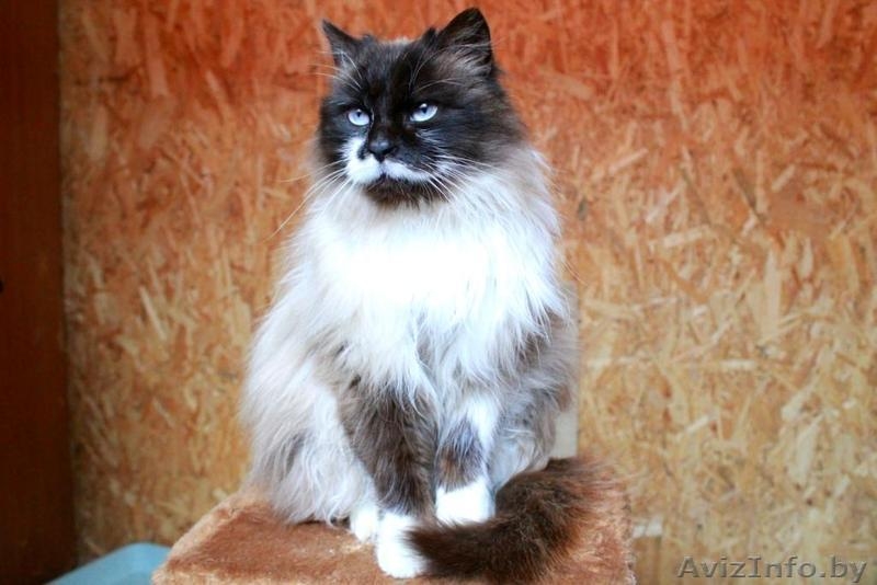 Красивая кошечка в дар - Изображение #5, Объявление #1608693