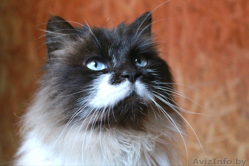 Красивая кошечка в дар - Изображение #3, Объявление #1608693