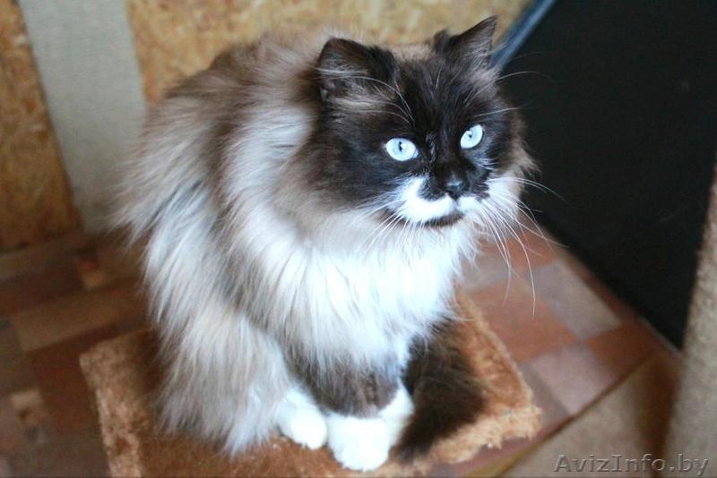 Красивая кошечка в дар - Изображение #4, Объявление #1608693