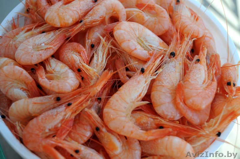 Мотыль  - Изображение #3, Объявление #1606740