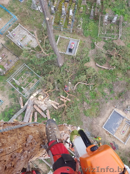 Профессиональное удаление деревьев любой сложности по всей Беларуси - Изображение #5, Объявление #1612830