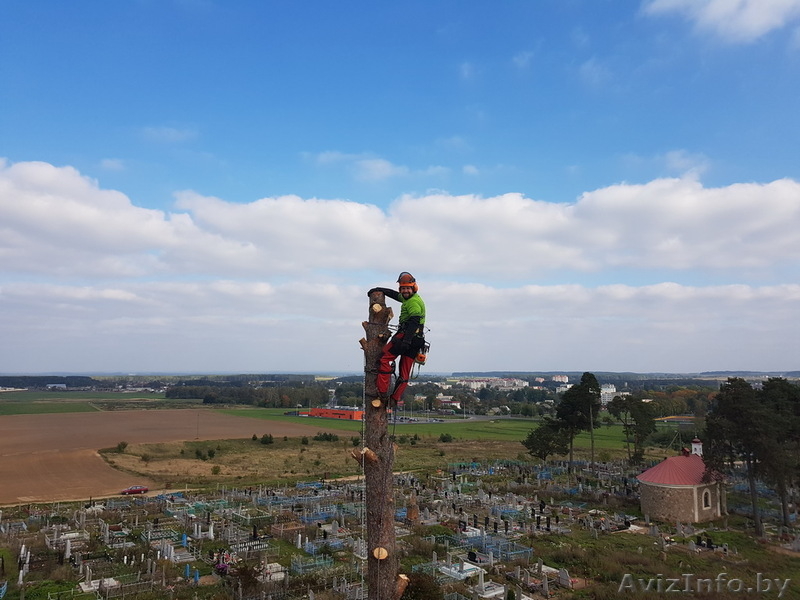 Профессиональное удаление деревьев любой сложности по всей Беларуси - Изображение #6, Объявление #1612830