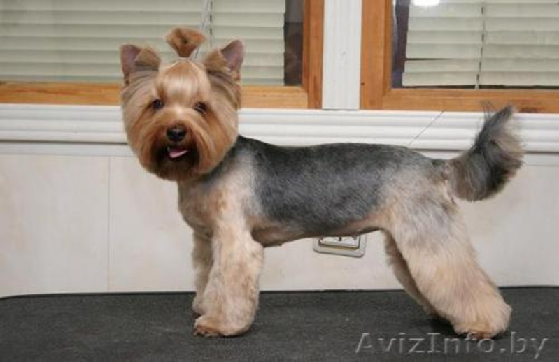 Стрижка и модельный тримминг  .. - Изображение #3, Объявление #74288