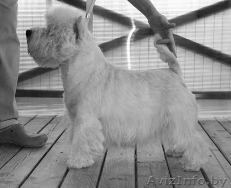 Стрижка и тримминг собак 8 0. - Изображение #3, Объявление #42272