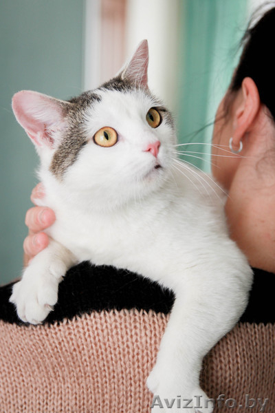Кошка УМКА –блондинка - вундеркот - Изображение #3, Объявление #1612900