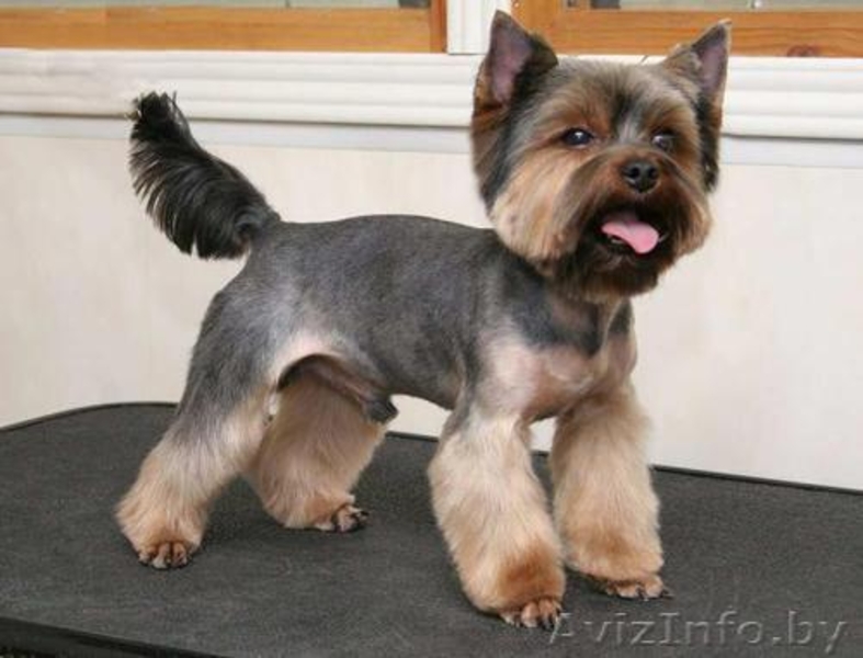 Стрижка и модельный тримминг  .. - Изображение #4, Объявление #74288