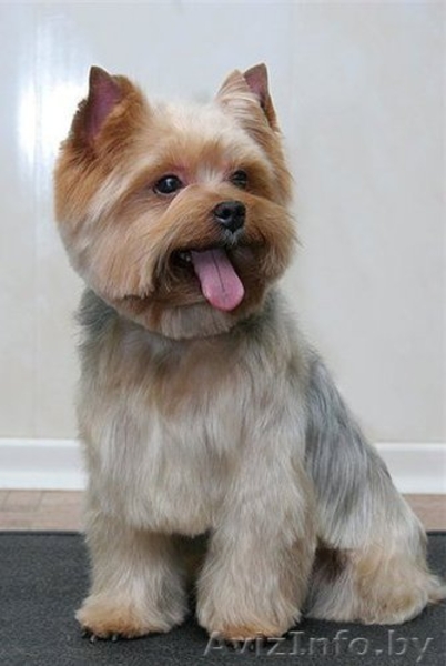 Стрижка и тримминг собак 8 0. - Изображение #4, Объявление #42272