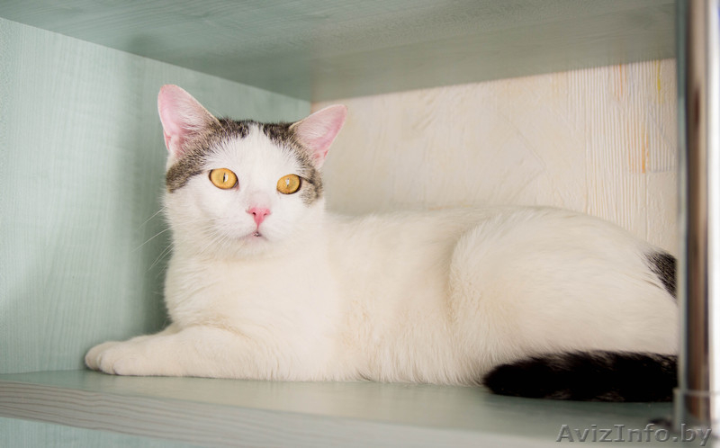 Кошка УМКА –блондинка - вундеркот - Изображение #4, Объявление #1612900