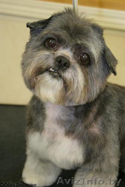 Стрижка и модельный тримминг  .. - Изображение #5, Объявление #74288