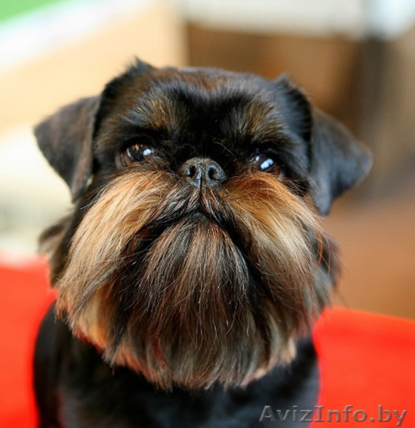 Стрижка и тримминг собак 8 0. - Изображение #5, Объявление #42272