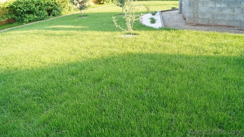 ПОКОСИТЬ ТРАВУ, СКОСИТЬ БУРЬЯН, ПОДСТРИЧЬ ГАЗОН - Изображение #6, Объявление #1612838