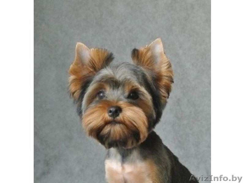 Стрижка и тримминг собак.  - Изображение #3, Объявление #150045