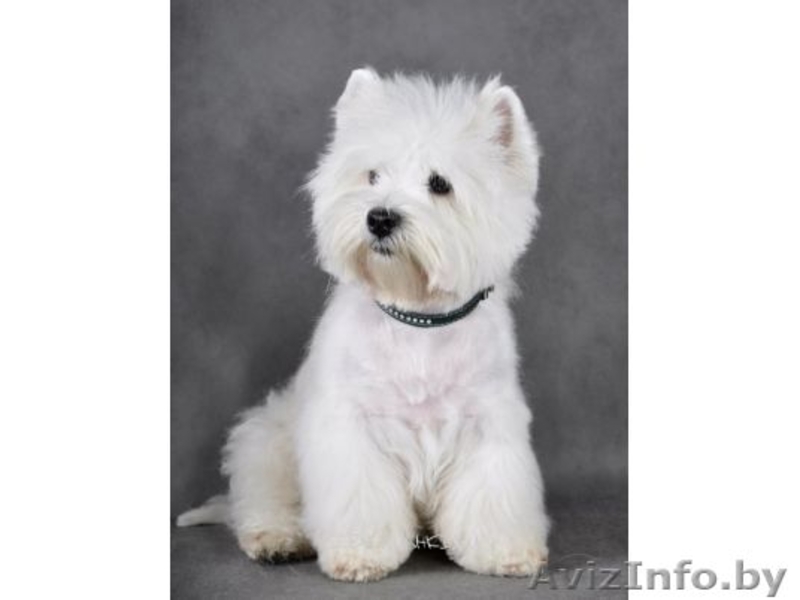 Стрижка и тримминг собак.  - Изображение #4, Объявление #150045