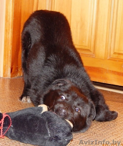 Минск. Мартовский Миша – плюшевый щенок! - Изображение #7, Объявление #1611334