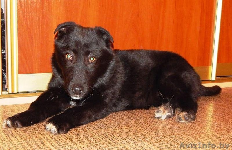 Минск. Мартовский Миша – плюшевый щенок! - Изображение #3, Объявление #1611334