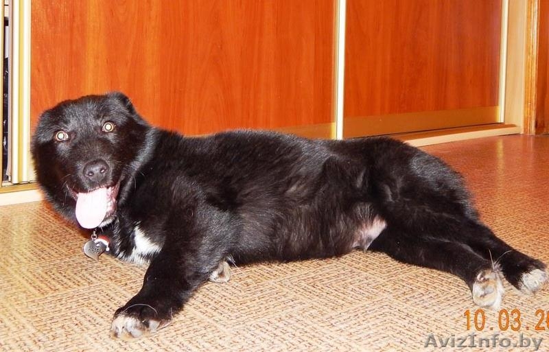 Минск. Мартовский Миша – плюшевый щенок! - Изображение #6, Объявление #1611334