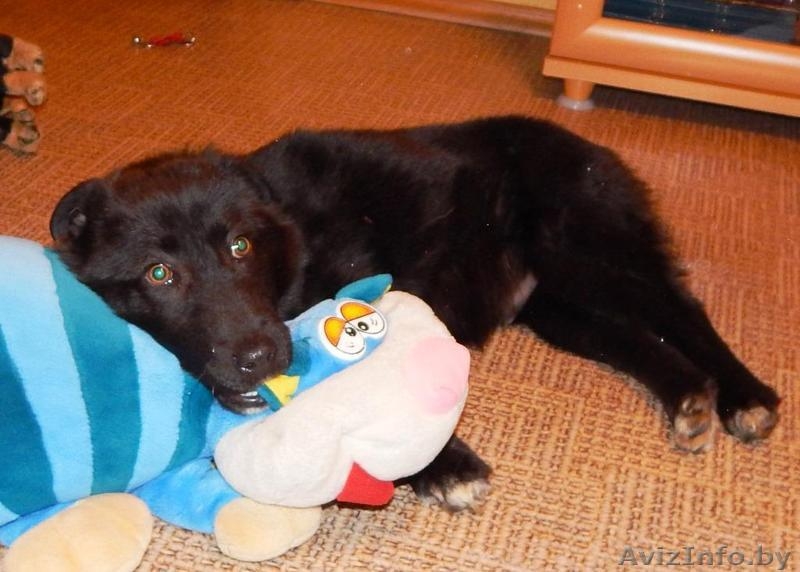 Минск. Мартовский Миша – плюшевый щенок! - Изображение #4, Объявление #1611334