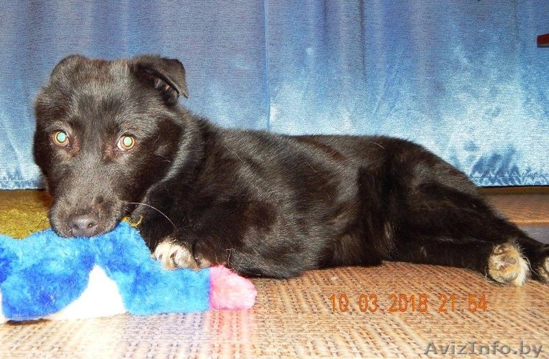 Минск. Мартовский Миша – плюшевый щенок! - Изображение #5, Объявление #1611334