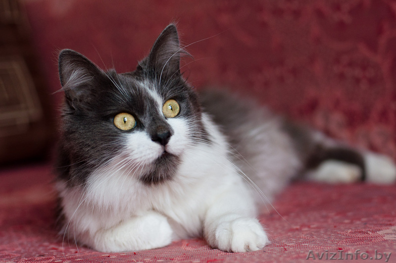 Ладушка - подарок судьбы - Изображение #3, Объявление #1609357