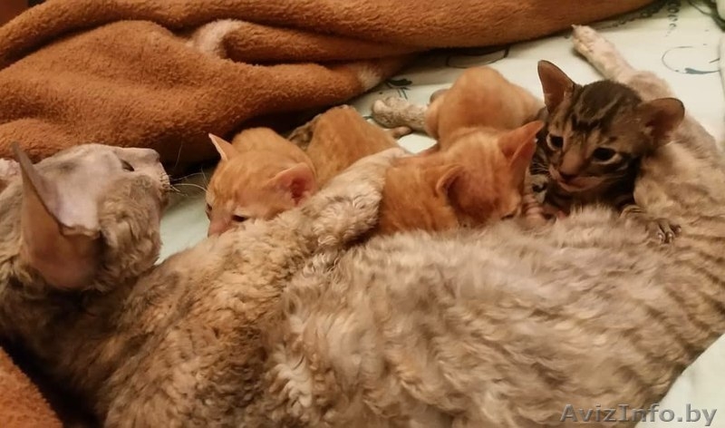 Продам котят Корниш-Рекс - Изображение #4, Объявление #1609343