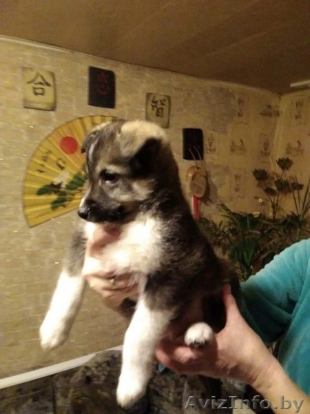 Собачки в дар - Изображение #3, Объявление #1611195