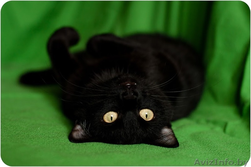 Кайса - мини пантерка - Изображение #6, Объявление #1614220