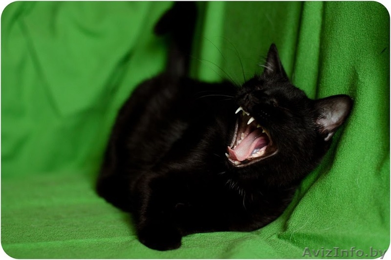 Кайса - мини пантерка - Изображение #3, Объявление #1614220