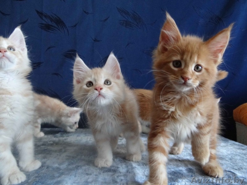 Породистые котята Мейн-Кун - Изображение #3, Объявление #1614737