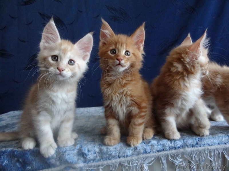 Породистые котята Мейн-Кун - Изображение #4, Объявление #1614737