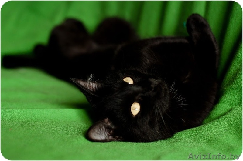 Кайса - мини пантерка - Изображение #4, Объявление #1614220