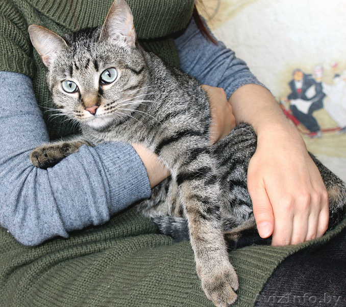 Мелади - кошечка в дар. - Изображение #3, Объявление #1614911