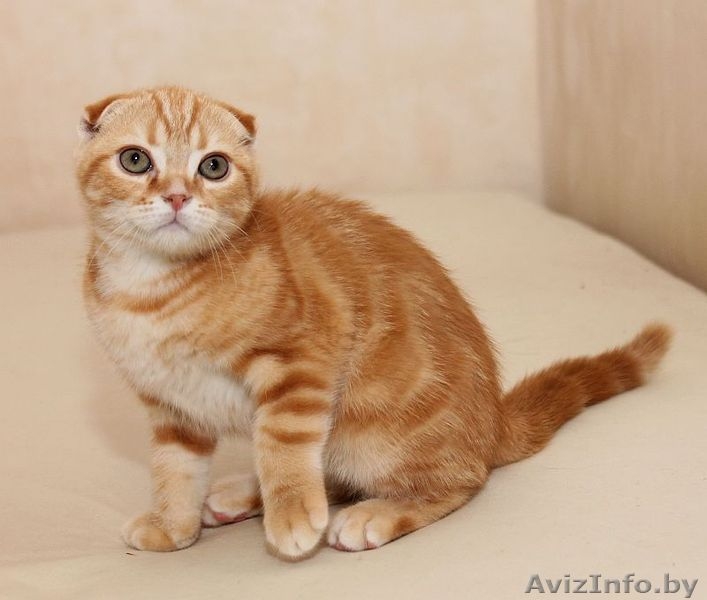 красный скоттиш фолд - Изображение #1, Объявление #1615024