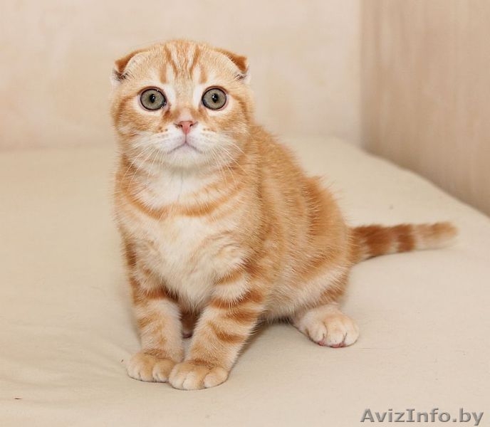 красный скоттиш фолд - Изображение #2, Объявление #1615024