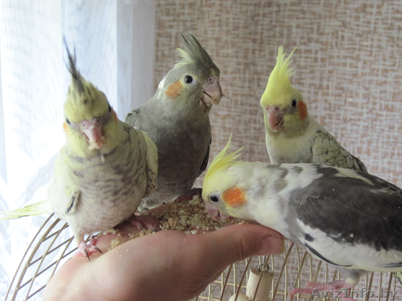 Корелла птенцы (нимфа) домашниче ручные - Изображение #1, Объявление #1619409