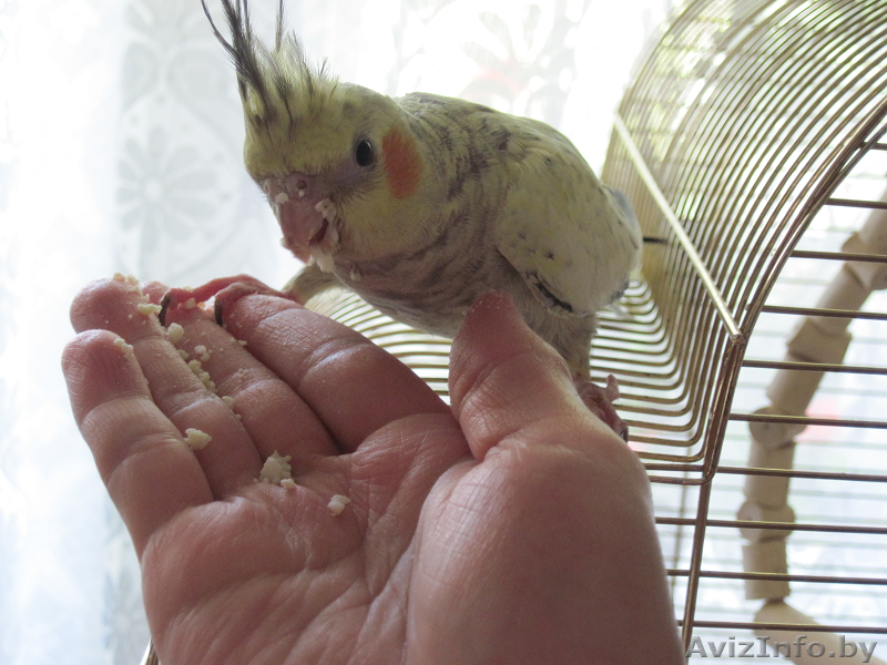 Корелла птенцы (нимфа) домашниче ручные - Изображение #2, Объявление #1619409
