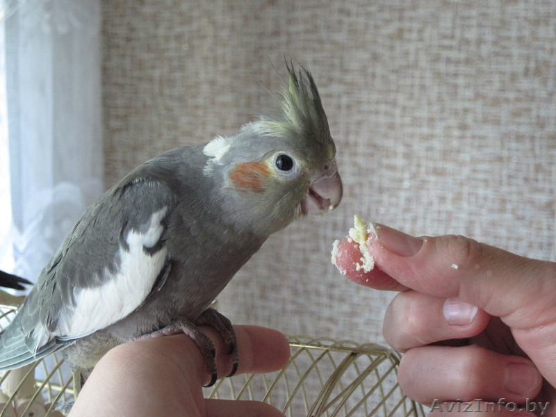 Корелла птенцы (нимфа) домашниче ручные - Изображение #4, Объявление #1619409