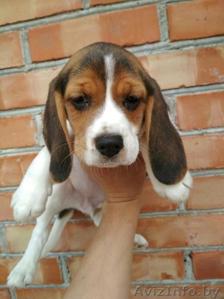 Продам щенков породы Бигль - Изображение #1, Объявление #1619989