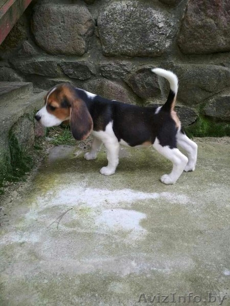 Продам щенков породы Бигль - Изображение #2, Объявление #1619989