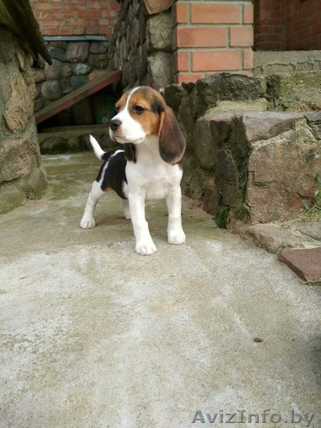 Продам щенков породы Бигль - Изображение #4, Объявление #1619989