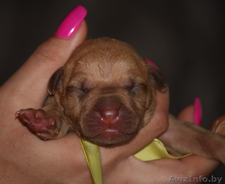 Американский пит-бультерьер - Изображение #3, Объявление #1619347