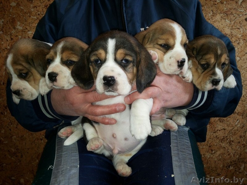 Продам щенков породы Бигль - Изображение #5, Объявление #1619989