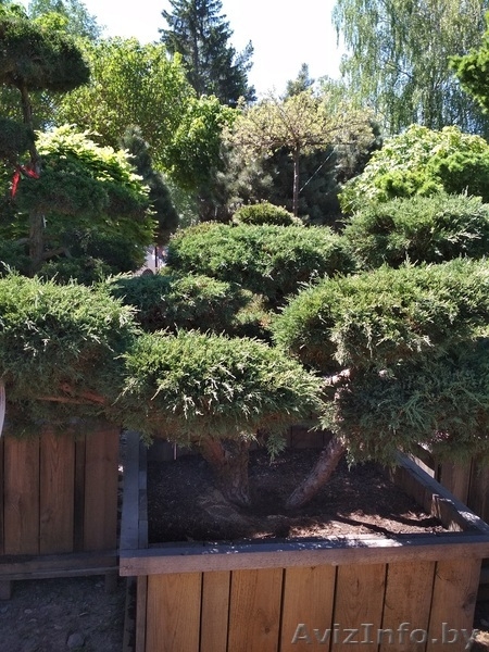 Приведем в порядок посадки хвойных растений - Изображение #3, Объявление #1621739