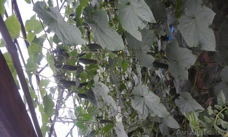 Тепица промышленная - Изображение #3, Объявление #1624879