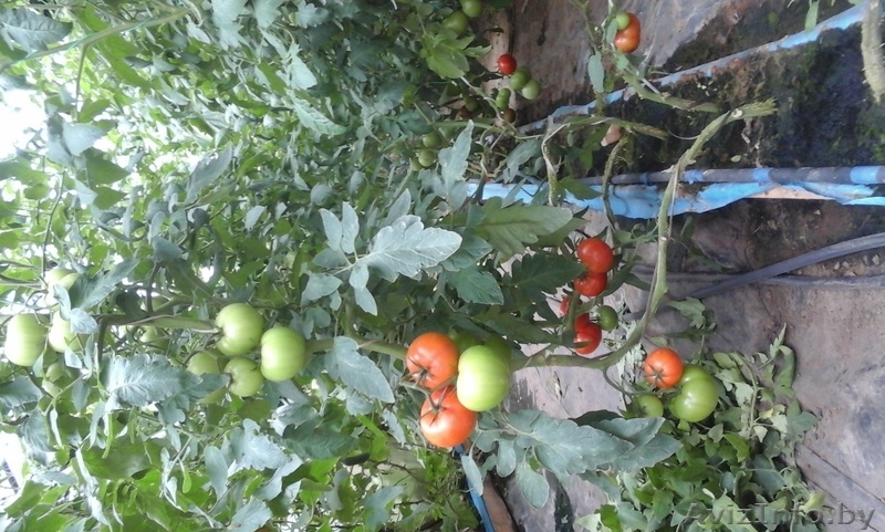 Тепица промышленная - Изображение #4, Объявление #1624879