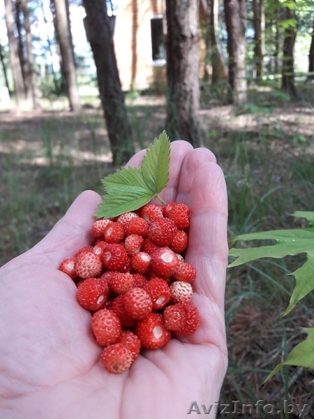Сдам домик в сосновом лесу - Изображение #6, Объявление #1621781