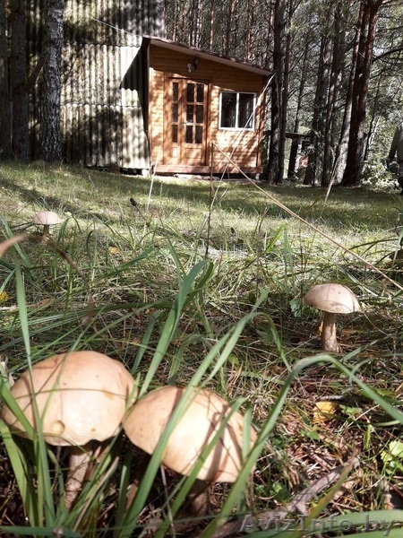 Сдам домик в сосновом лесу - Изображение #5, Объявление #1621781