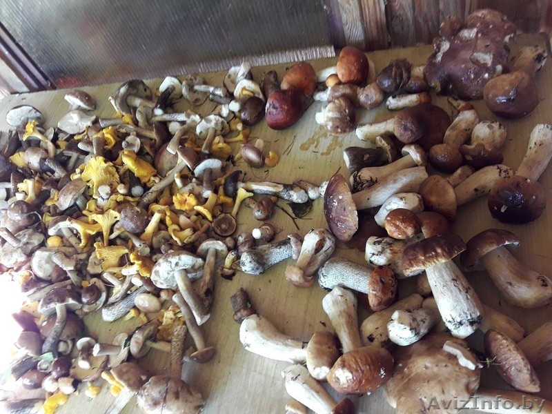  Дом  на опушке леса - Изображение #9, Объявление #1625408