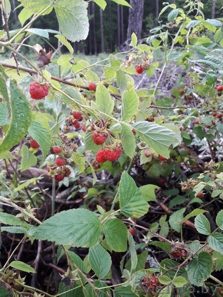  Дом  на опушке леса - Изображение #8, Объявление #1625408