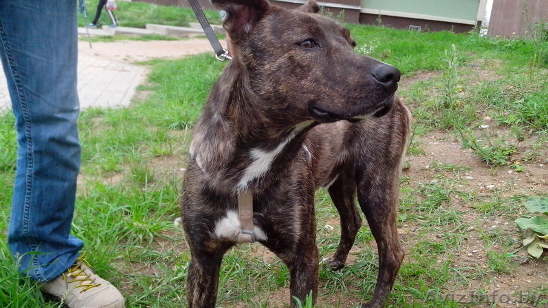 Щенок - Изображение #3, Объявление #1626875